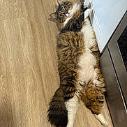 Nova Cane joined the competition — help win amazing prizes! cat, fluffy, feline, indoor, wooden_floor, relaxed, curious_eyes, white_paws, tabby, resting, house_pet, fur, pet, domestic_animal, cabinet, appliance, cozy, flooring, cute, lazy