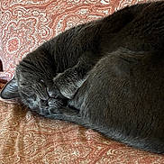 Buckster is registered to the contest to win money with this photo: cat, gray_cat, sleeping, curled_up, pet, fur, whiskers, paw, close_up, indoor, fabric, patterned, tapestry, resting, cute, animal, cozy, soft, relaxation, napping