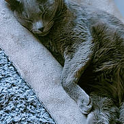 Alex is registered to the contest to win money with this photo: cat, sleeping, gray_cat, cushion, indoor, pet, fur, cozy, relaxation, paw, feline, rest, carpet, home, animal, cute, soft, comfort, nap, peaceful