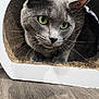 Alex is registered to the contest to win money with this photo: cat, gray_cat, green_eyes, cardboard_tunnel, pet, indoor, wooden_floor, curious, feline, whiskers, ears, resting, animal, closeup, cozy, household, background, fabric, cute, playful