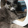 cat, gray_cat, feline, pet, indoor, cardboard_scratch, scratch_pad, relaxing, fur, green_eyes, floor, plastic_container, clothing, resting, whiskers, ears, paw, wood_floor, domestic_animal, household