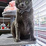 cat, gray_cat, bow_tie, cat_tree, window, blinds, stuffed_animals, plush, indoor, pet, feline, green_eyes, fur, sitting, portrait, soft_light, home_interior, curtain, cozy, animal
