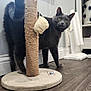 cat, gray_cat, scratching_post, indoor, wooden_floor, green_eyes, pet, feline, curious, tail_up, collar, toy, window, natural_light, flooring, home_interior, shelf, decor, pet_toy, domestic_animal