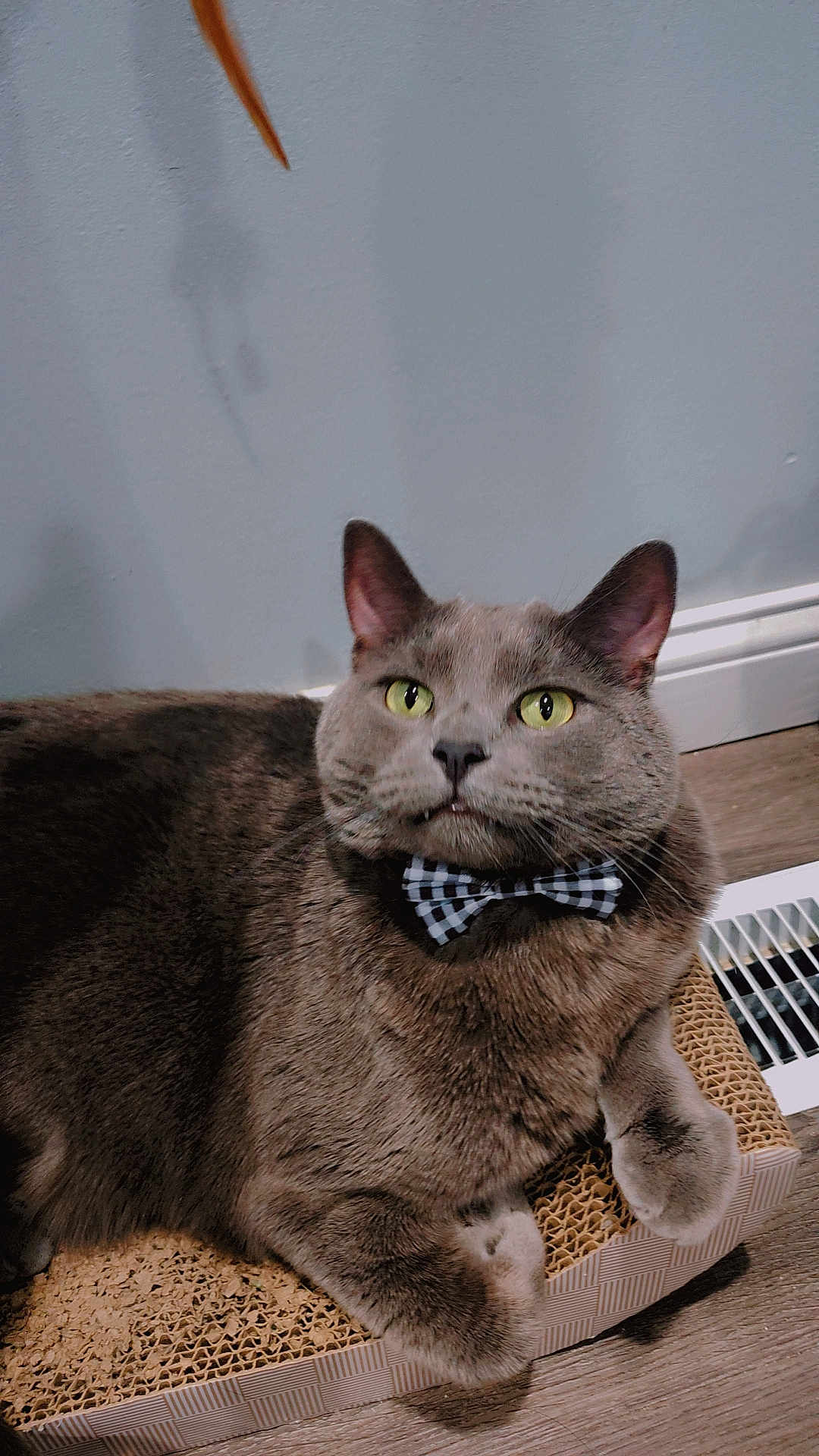 Alex joined the competition — help win amazing prizes! cat, gray_cat, bow_tie, indoor, pet, feline, scratcher, floor, wood_floor, relaxed, close_up, cute, whiskers, ears, yellow_eyes, domestic_cat, portrait, animal, mammal, resting