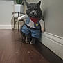 Alex joined the competition — help win amazing prizes! cat, animal, pet, costume, clothing, indoor, plant, floor, wall, sitting, grey_cat, bandana, sheriff, cowboy, cute, funny, portrait, houseplant, pot, wood_floor
