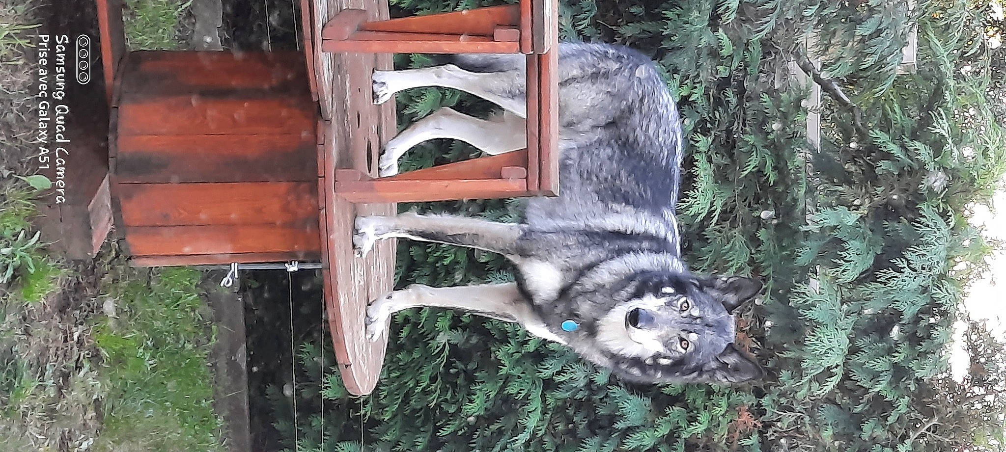 Ohanzee a rejoint le concours — aidez-le/la à gagner de superbes lots ! canidae, canis, dog_breed, fur, natural_material, plant, silver_fox, sporting_group, tail, terrestrial_animal, tree, trunk, wildlife, wood, working_animal, zoo