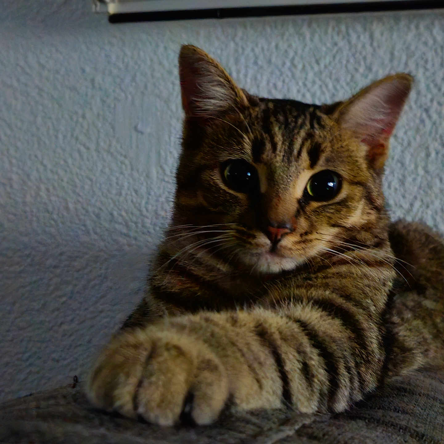 Sorya a rejoint le concours — aidez-le/la à gagner de superbes lots ! abyssinian, animal, architecture, armchair, building, cat, chair, couch, furniture, hardwood, indoors, kitten, livingroom, manx, pet, room, shelf, wood
