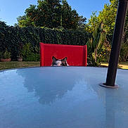 Mishi is registered to the contest to win money with this photo: animal, backyard, blue_sky, cat, curious, daytime, feline, garden, glass_table, greenery, leaves, nature, outdoor, peeking, plants, playful, red_chair, reflection, shadows, sunny