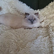 Aurore a rejoint le concours — aidez-le/la à gagner de superbes lots ! cat, fluffy, white_cat, blue_eyes, blanket, plush, cozy, indoor, pet, feline, resting, close_up, soft_texture, curious, animal, comfort, couch, relaxed, home, fur