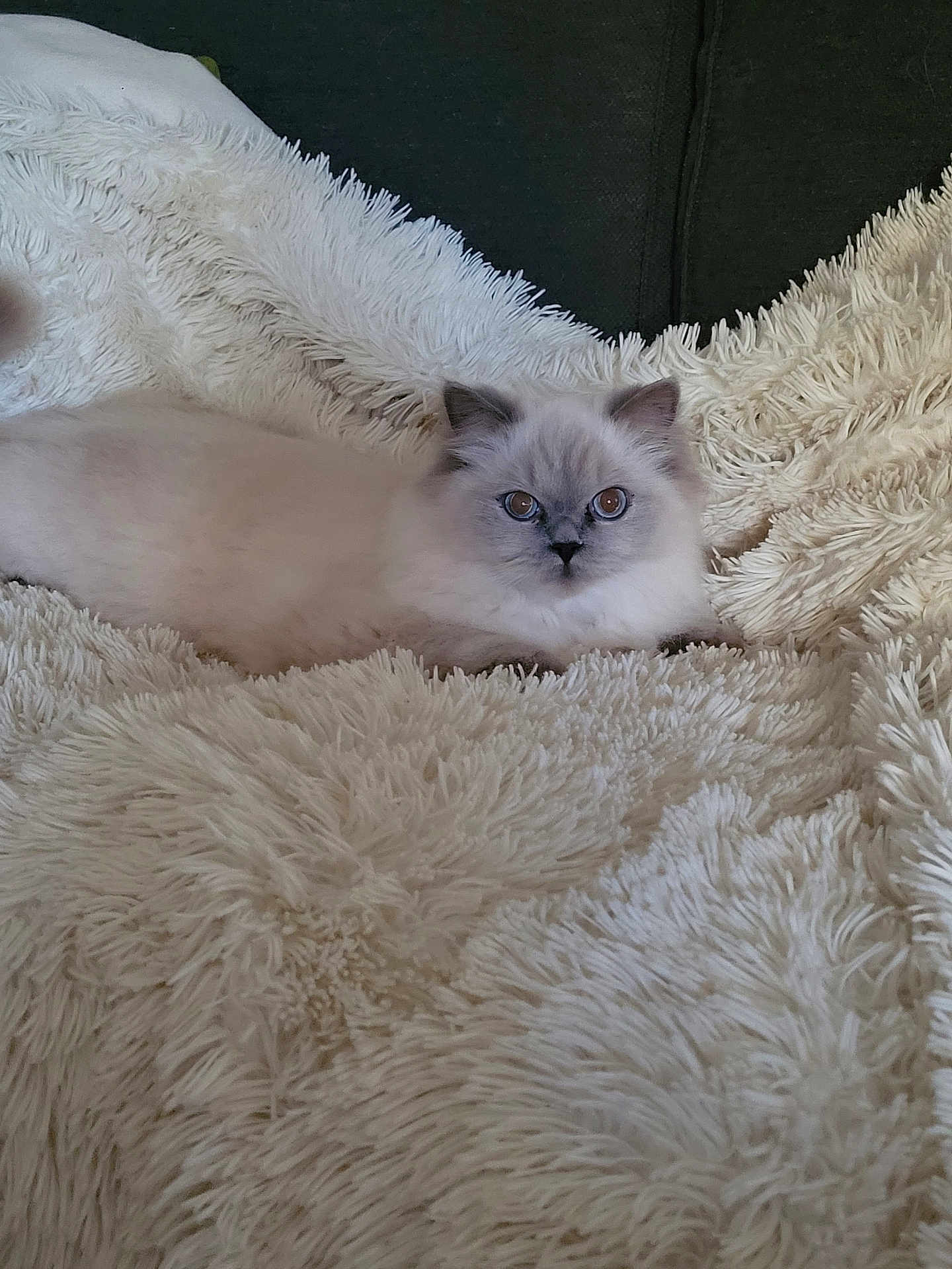 Aurore a rejoint le concours — aidez-le/la à gagner de superbes lots ! cat, fluffy, white_cat, blue_eyes, blanket, plush, cozy, indoor, pet, feline, resting, close_up, soft_texture, curious, animal, comfort, couch, relaxed, home, fur