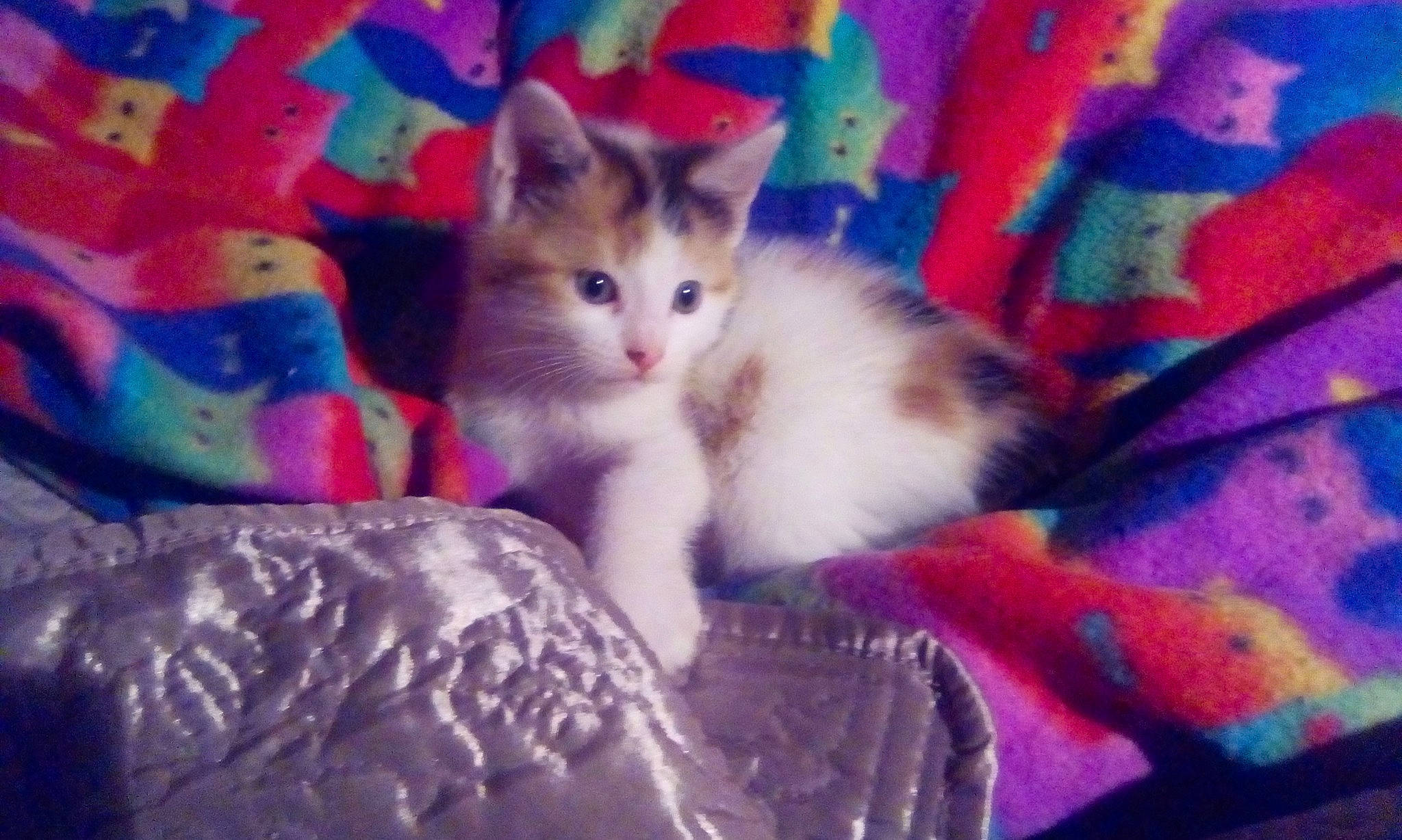 Luna joined the competition — help win amazing prizes! aegean_cat, asian, carnivore, cat, domestic_short_haired_cat, european_shorthair, felidae, kitten, mammal, ojos_azules, small_to_medium_sized_cats, tail, whiskers