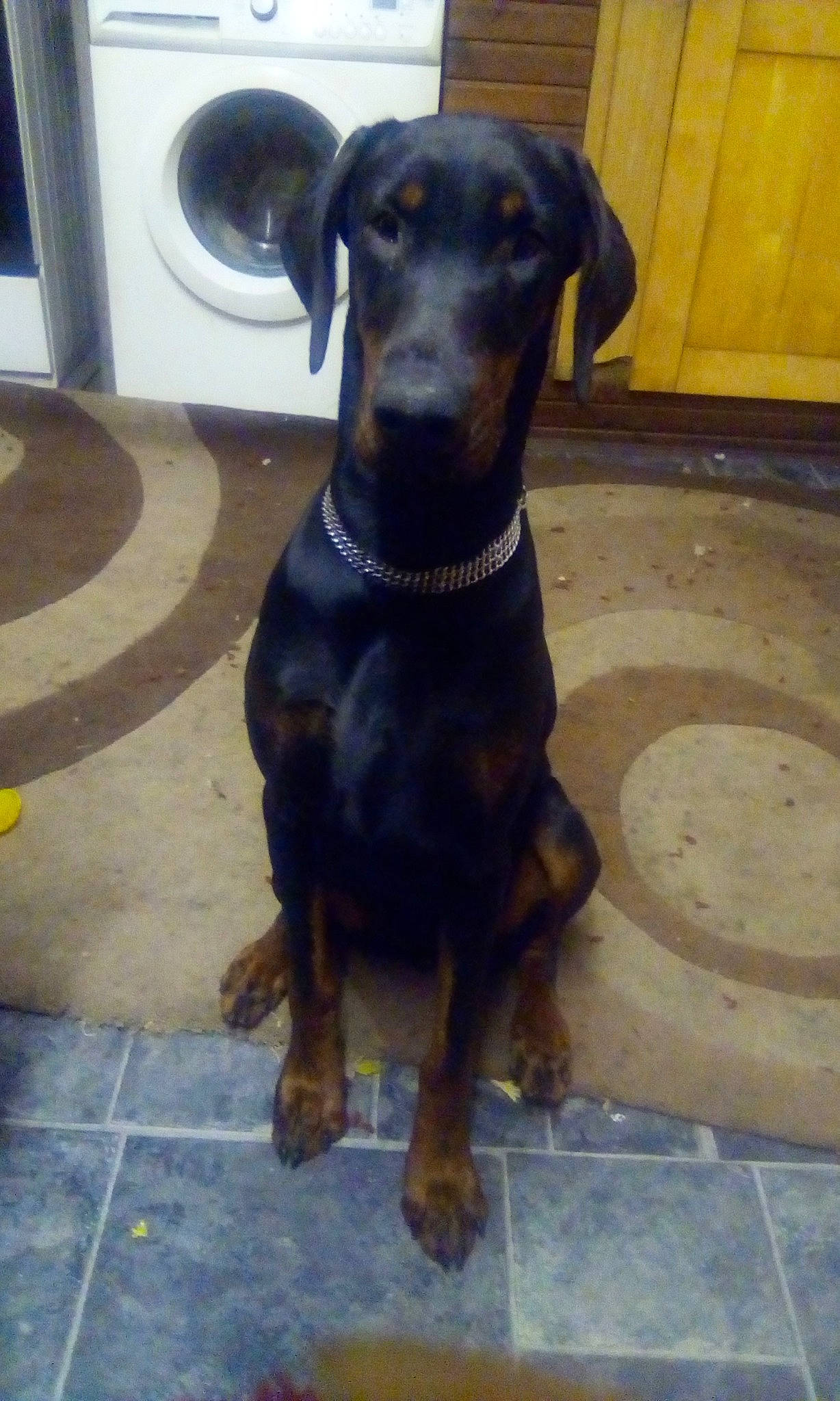 Ada joined the competition — help win amazing prizes! beauceron, canidae, carnivore, companion_dog, dobermann, dog, dog_breed, fawn, german_pinscher, guard_dog, hellenikos_ichnilatis, huntaway, hunting_dog, mammal, manchester_terrier, pinscher, rare_breed_dog, vertebrate, working_dog