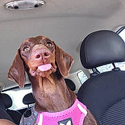 Alaya participe au concours pour gagner de l'argent avec cette photo : dog, brown_dog, pet, animal, tongue_out, happy, playful, portrait, close_up, car, car_interior, back_seat, harness, pink_harness, butterfly_emblem, long_ears, floppy_ears, brown_fur, looking_at_camera, indoor