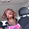 dog, brown_dog, pet, animal, tongue_out, happy, playful, portrait, close_up, car, car_interior, back_seat, harness, pink_harness, butterfly_emblem, long_ears, floppy_ears, brown_fur, looking_at_camera, indoor