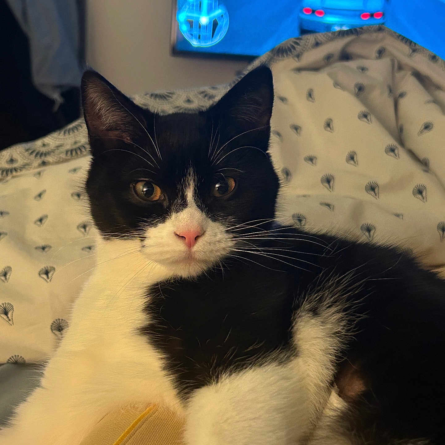 Zabelle participe au concours pour gagner de l'argent avec cette photo : animal, bed, bedroom, car, cat, computerhardware, couch, electronics, furniture, hardware, indoors, kitten, manx, monitor, pet, room, screen, transportation, tv, vehicle