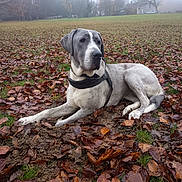 Iris participe au concours pour gagner de l'argent avec cette photo : dog, canine, pet, outdoor, autumn, leaves, fog, grass, field, park, trees, nature, animal, muzzle, fur, collar, harness, resting, calm, overcast