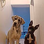 dog, two_dogs, hallway, curious, tilted_head, indoor, light_colored_dog, dark_colored_dog, ears_up, white_chest_marking, floor, walls, kitchen, household, pet, animal, canine, portrait, standing, looking_at_camera