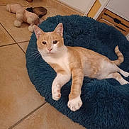 Théo participe au concours pour gagner de l'argent avec cette photo : cat, orange_cat, white_cat, pet_bed, blue_bed, fluffy, tile_floor, plush_toy, indoor, relaxed, animal, feline, fur, whiskers, paw, tail, cute, domestic_cat, resting, looking