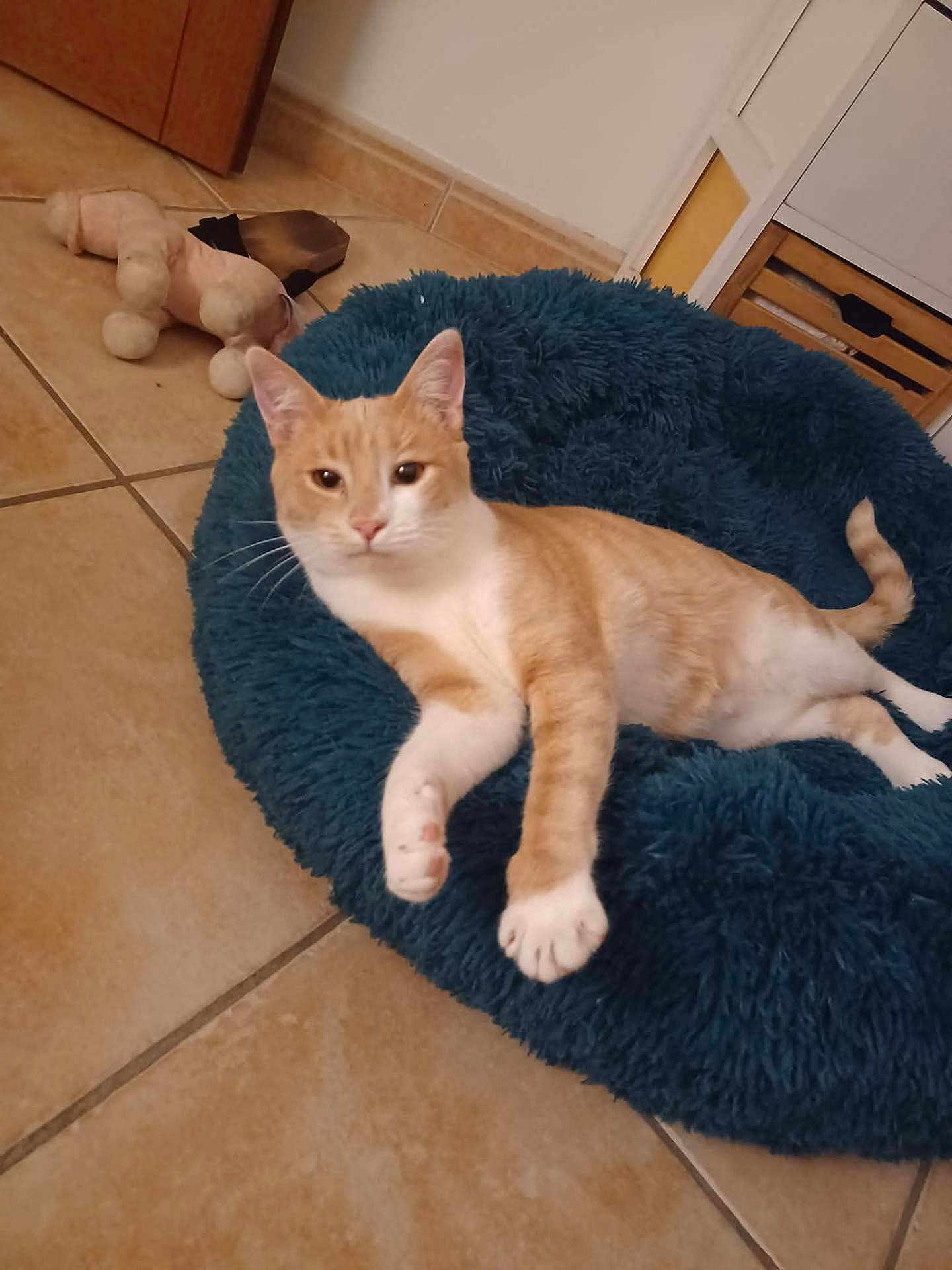Théo participe au concours pour gagner de l'argent avec cette photo : cat, orange_cat, white_cat, pet_bed, blue_bed, fluffy, tile_floor, plush_toy, indoor, relaxed, animal, feline, fur, whiskers, paw, tail, cute, domestic_cat, resting, looking