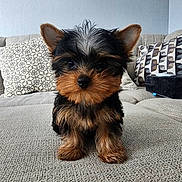 Brutus is registered to the contest to win money with this photo: puppy, dog, yorkshire_terrier, small_dog, pet, cute, fur, ears, couch, indoor, home, pillows, patterned_cushion, animal, adorable, young_dog, black_and_brown, texture, looking_at_camera, front_view