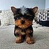 puppy, dog, yorkshire_terrier, small_dog, pet, cute, fur, ears, couch, indoor, home, pillows, patterned_cushion, animal, adorable, young_dog, black_and_brown, texture, looking_at_camera, front_view