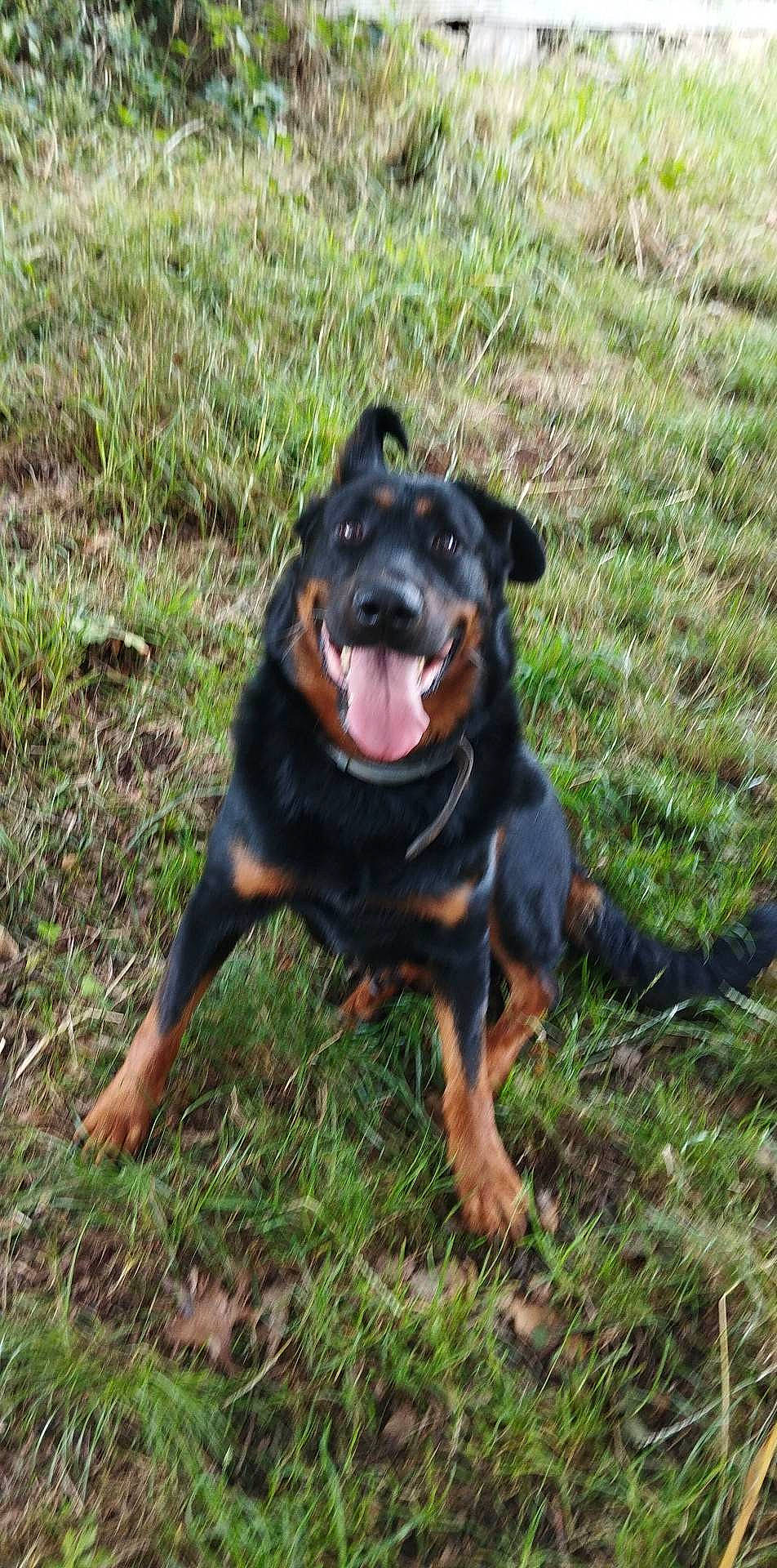 Pégase a rejoint le concours — aidez-le/la à gagner de superbes lots ! canidae, carlin_pinscher, carnivore, companion_dog, dog, dog_breed, grass, guard_dog, hunting_dog, paw, rottweiler, snout, sporting_group, terrestrial_animal, working_animal, working_dog