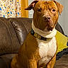 Clarence joined the competition — help win amazing prizes! dog, brown_dog, white_chest, collar, leather_couch, couch, indoor, curtains, yellow_pillow, wall_art, pet, sitting, alert, domestic, canine, furniture, home, animal, portrait, resting