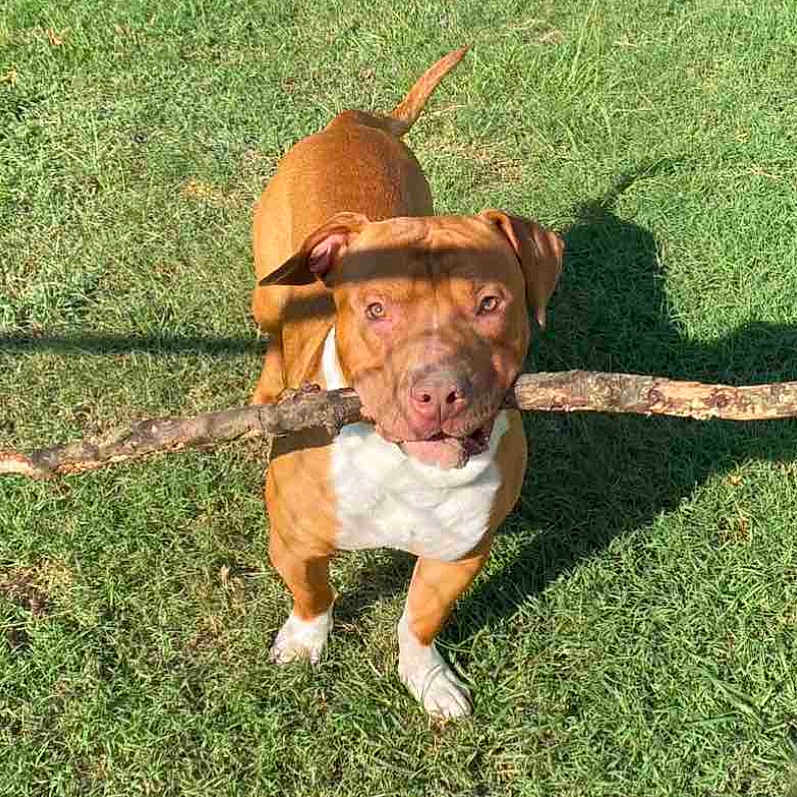 Clarence is registered to the contest to win money with this photo: dog, brown_dog, white_dog, grass, stick, outdoor, pet, animal, canine, sunlight, shadow, playful, happy, grass_field, nature, daylight, standing, looking_up, ears, tail