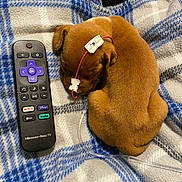 Clarence joined the competition — help win amazing prizes! puppy, dog, blanket, remote_control, brown, sleeping, medical_tape, tube, cozy, indoor, cute, pet, fur, small, resting, animal, canine, closeup, soft, comfort