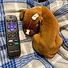 puppy, dog, blanket, remote_control, brown, sleeping, medical_tape, tube, cozy, indoor, cute, pet, fur, small, resting, animal, canine, closeup, soft, comfort