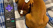 Clarence is registered to the contest to win money with this photo: animal, blanket, brown, comfort, companion, cozy, cute, dog, fur, indoors, medical_tape, pet, plaid, puppy, remote_control, resting, sleep, sleeping, small, tube