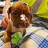 Clarence joined the competition — help win amazing prizes! puppy, dog, bandage, medical_tubes, blanket, plaid, person, hand, yellow_shirt, tattoo, indoor, close_up, cute, pet_care, injury, recovery, comfort, resting, animal, support