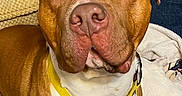 Clarence is registered to the contest to win money with this photo: dog, brown_dog, white_chest, yellow_collar, close_up, pet, canine, indoor, sofa, blanket, cushion, looking_up, ears, nose, furniture, domestic_animal, friendly, house, companion, portrait