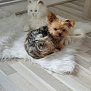 Plume participe au concours pour gagner de l'argent avec cette photo : dog, plush_toy, white_rug, wooden_floor, indoor, small_dog, furry, resting, light_colored, toy_cat, flooring, corner, pipe, fur_texture, domestic, pet, soft, cozy, animal_figure, home