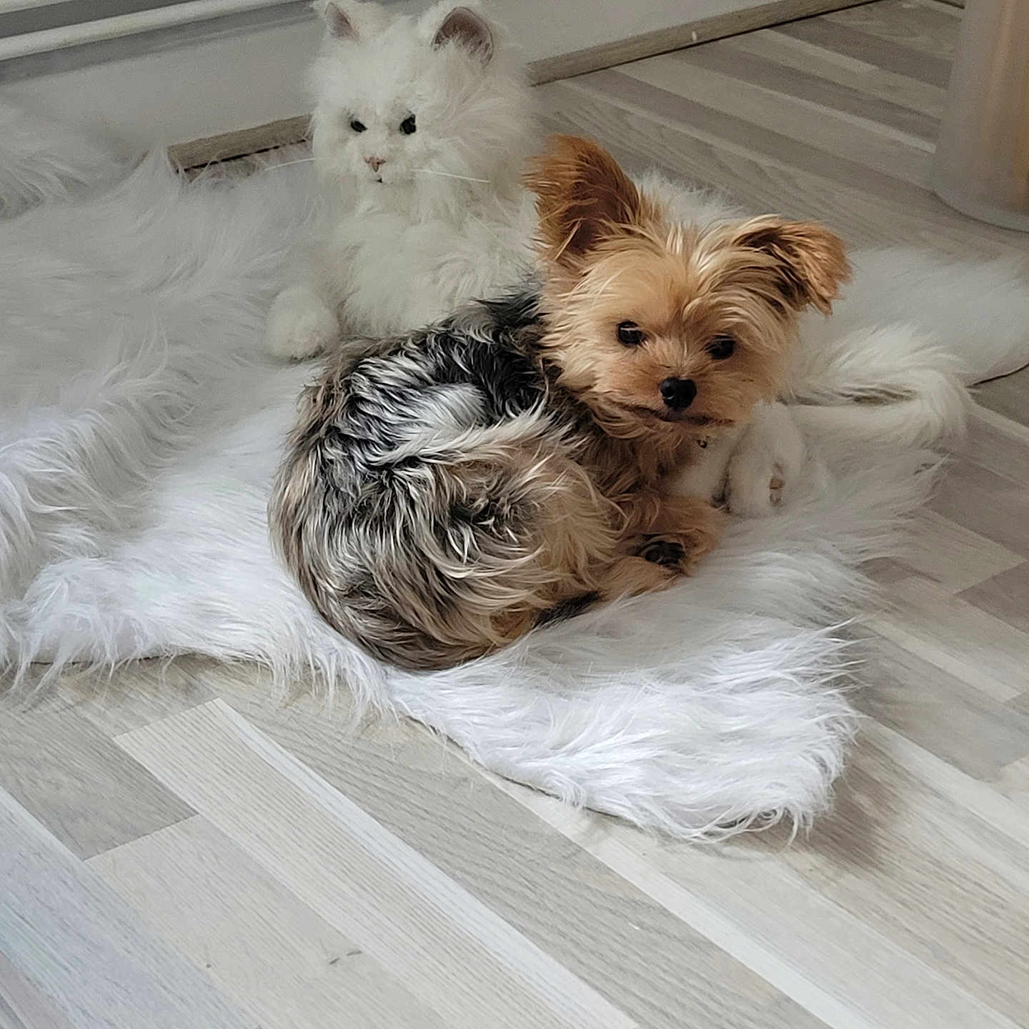 Plume participe au concours pour gagner de l'argent avec cette photo : animal_figure, corner, cozy, dog, domestic, flooring, fur_texture, furry, home, indoor, light_colored, pet, pipe, plush_toy, resting, small_dog, soft, toy_cat, white_rug, wooden_floor