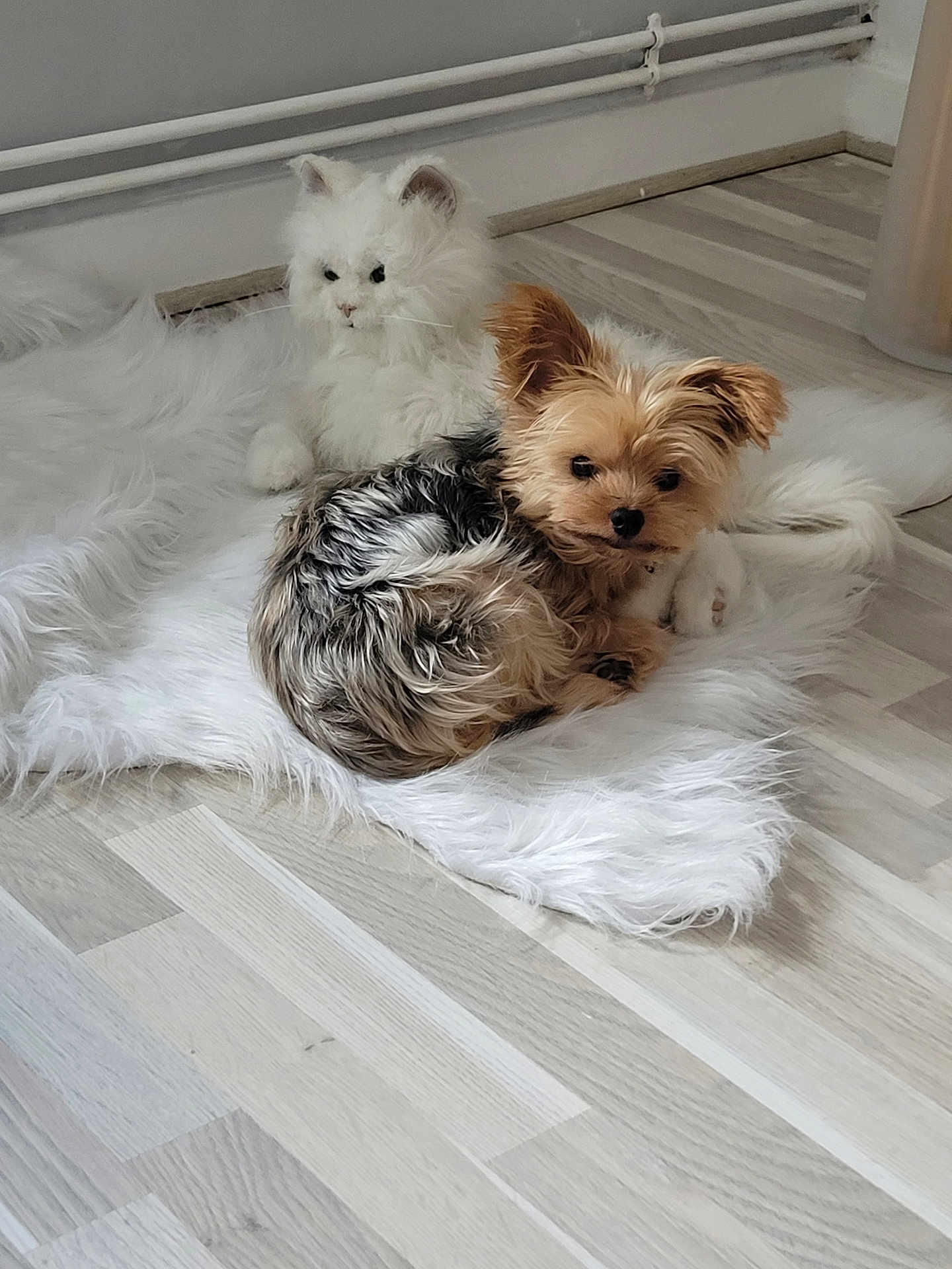Plume participe au concours pour gagner de l'argent avec cette photo : dog, plush_toy, white_rug, wooden_floor, indoor, small_dog, furry, resting, light_colored, toy_cat, flooring, corner, pipe, fur_texture, domestic, pet, soft, cozy, animal_figure, home