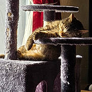Cindy Lou joined the competition — help win amazing prizes! cat, tabby, sleeping, cat_tree, sunlight, indoor, furniture, curtain, window, relaxing, pet, animal, cozy, fluffy, paw, resting, home, cute, domestic_cat, soft