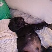 Grubby is registered to the contest to win money with this photo: belly, black, blanket, couch, cozy, cute, dog, fur, green_shirt, home, indoor, knitted, nap, person, pet, pillow, puppy, relaxation, resting, sleeping