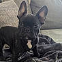 alert, animal, black_dog, blanket, canine, companion, couch, cute, dog, domestic_animal, ears, french_bulldog, fur, household, indoor, pet, puppy, resting_place, small_dog, young_dog
