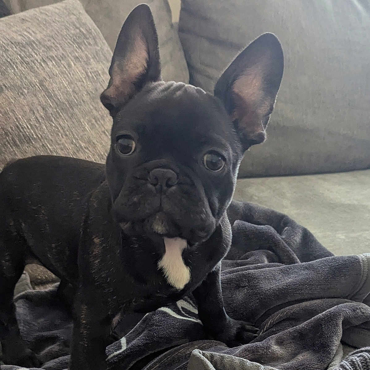 Grubby is registered to the contest to win money with this photo: alert, animal, black_dog, blanket, canine, companion, couch, cute, dog, domestic_animal, ears, french_bulldog, fur, household, indoor, pet, puppy, resting_place, small_dog, young_dog