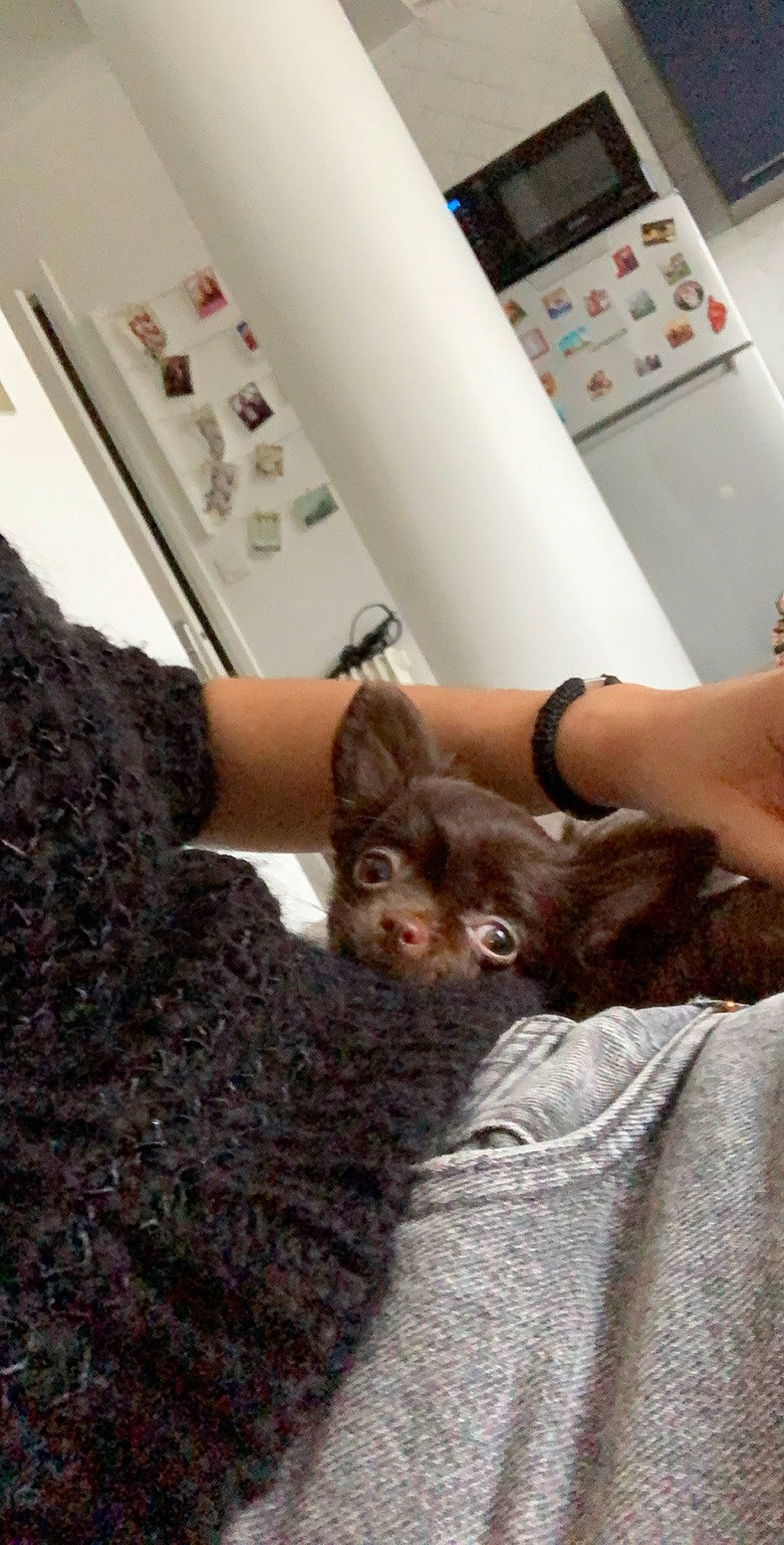 Sanga a rejoint le concours — aidez-le/la à gagner de superbes lots ! black_cat, carnivore, cat, domestic_short_haired_cat, ear, felidae, finger, fur, kitten, small_to_medium_sized_cats, whiskers