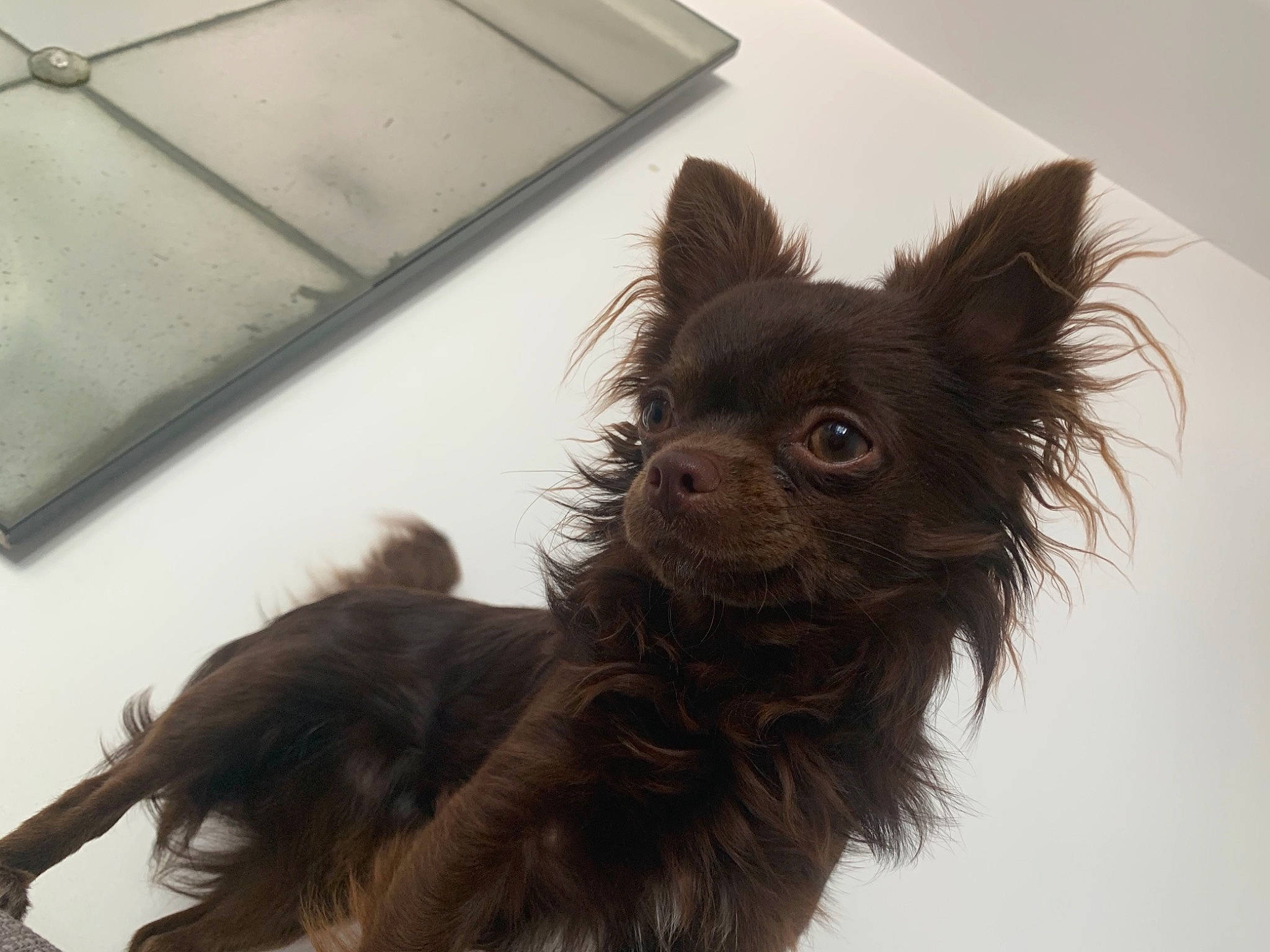 Sanga participe au concours pour gagner de l'argent avec cette photo : cairn_terrier, canidae, carnivore, companion_dog, dog, dog_breed, ear, eye, liver, puppy, snout, sporting_group, terrier, toy_dog, yorkshire_terrier