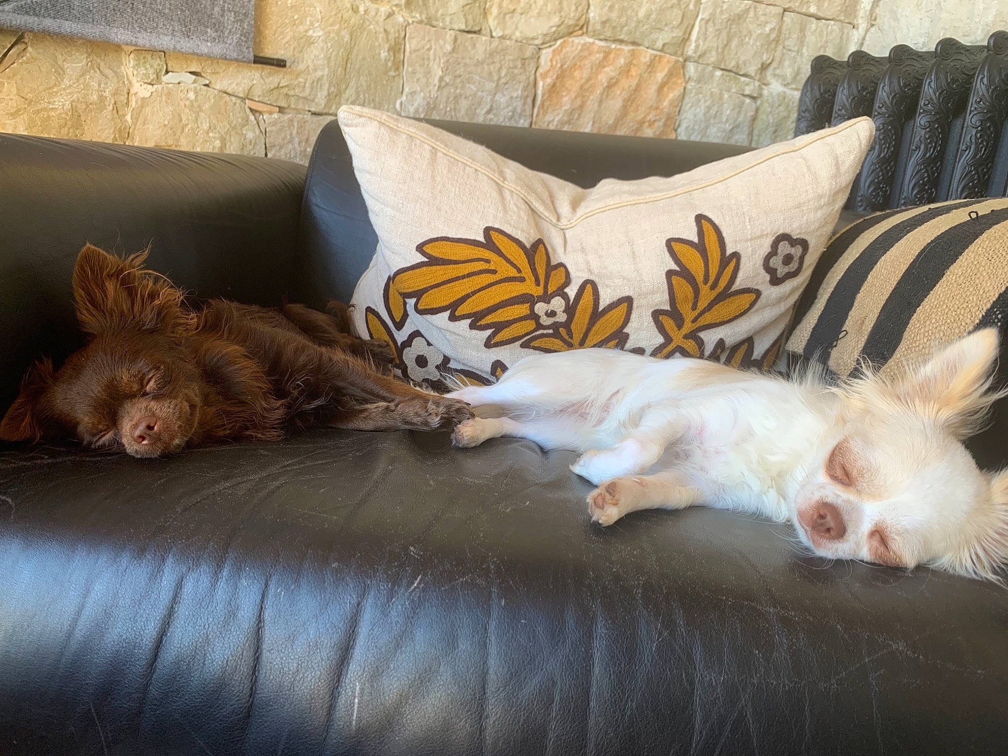 Sanga participe au concours pour gagner de l'argent avec cette photo : canidae, carnivore, cat, dog, dog_breed, fawn, felidae, kitten, nap, small_to_medium_sized_cats, tail