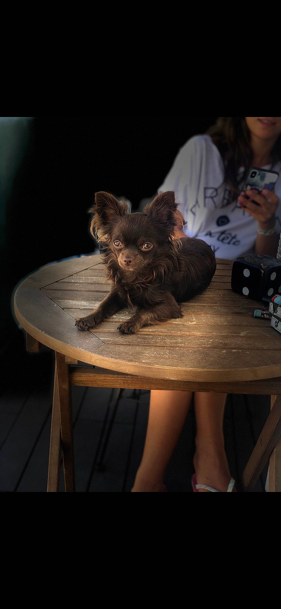 Sanga participe au concours pour gagner de l'argent avec cette photo : cairn_terrier, canidae, carnivore, companion_dog, darkness, dog, dog_breed, ear, fawn, fur, morkie, puppy, sitting, small_terrier, sporting_group, terrier, toy_dog, yorkshire_terrier