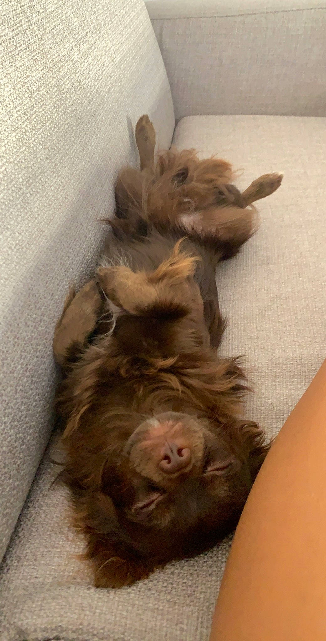 Sanga a rejoint le concours — aidez-le/la à gagner de superbes lots ! canidae, carnivore, dog, dog_breed, ear, liver, puppy, snout, spaniel, sporting_group