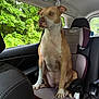 Honeybun joined the competition — help win amazing prizes! animal, backseat, brown_and_white_dog, calm, canine, car_seat, child_seat, daylight, dog, greenery, indoor, looking_out_window, pet, resting, seatbelt, sitting, transportation, trees, vehicle_interior, window
