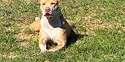 Honeybun joined the competition — help win amazing prizes! animal, brown, canine, daytime, dog, ears, field, grass, lying, muzzle, nature, outdoor, peaceful, pet, relaxed, resting, snout, sunlight, sunny, white