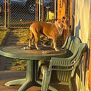 Honeybun joined the competition — help win amazing prizes! animal, backyard, brick_wall, brown_dog, car, chair, concrete, daylight, dog, fence, grass, outdoor, pet, plastic_furniture, quiet, residential, shadow, standing, sunlight, table