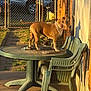 animal, backyard, brick_wall, brown_dog, car, chair, concrete, daylight, dog, fence, grass, outdoor, pet, plastic_furniture, quiet, residential, shadow, standing, sunlight, table