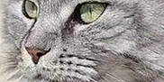 Moutik participe au concours pour gagner de l'argent avec cette photo : cat, close_up, gray_cat, fluffy_fur, green_eyes, pet, animal, portrait, whiskers, feline, soft_texture, domestic_cat, cute, face, looking_away, nature, indoor, calm, mammal